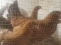 Chickens — ছবি 3