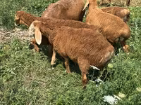 Хуц, Romanov sheep — 4 зураг