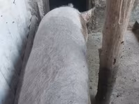 خوک ماده, خوک — عکس 3