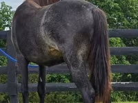 گھوڑی, Rocky Mountain Horse — تصویر 5