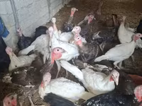 Turkeys — 사진 2