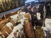 황소, Simmental cattle — 사진 3