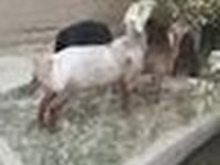 قوچ, Edilbay sheep — عکس 8