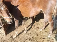 گھوڑی, French Trotter — تصویر 1