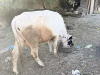 Toro, Bovini — foto 2