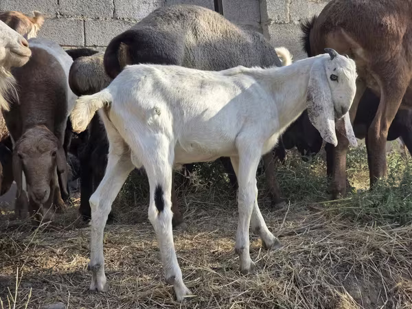 بز نر, Beetal goats