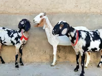 Koza, Beetal goats — fotografija 3