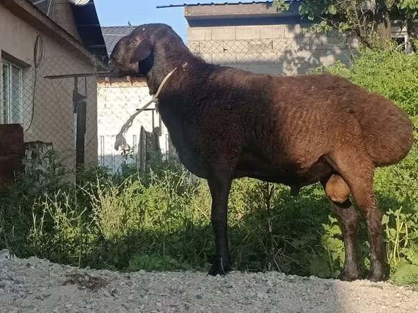 Koç, Hissar sheep