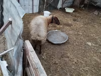 قوچ, Blackheaded Persian sheep — عکس 7