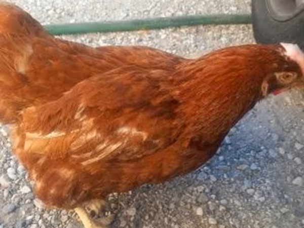 Chickens