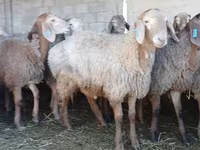 Beran, Arashan sheep — foto 5