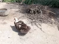 Ducks — foto 7
