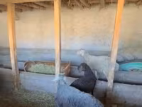 母羊, Rhon sheep — 照片 1
