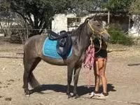 Klisna, Hucul pony — foto 4