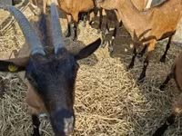 Țap, Alpine goat — foto 3