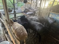 Ovce, Edilbay sheep — foto 2