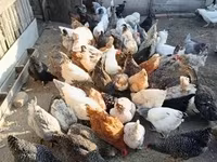 Chickens — 写真 3