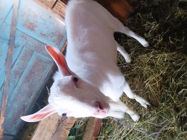 Buk, Saanen goat