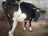Կով, Russian Black pied cattle — լուսանկար 1