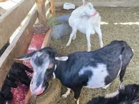 Kozel, Alpine goat — foto 3