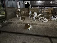 ثور, الماشية — الصورة 1