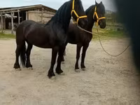 Aygır, Friesian — foto 2