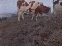 Krava, Simmental cattle — fotografija 1