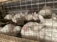 Chickens — fotografija 4