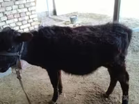 Lembu betina, Cattle — foto 2