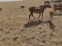 اسب نر, Kazakh horse — عکس 3