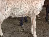 Ram, Schapen — foto 2