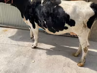 Ko, Holstein-race — foto 3