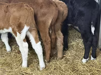 ІҚМ (топ, жынысы көрсетілмеген), Simmental cattle — 1-сурет