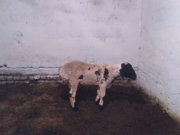 قوچ, Suffolk sheep