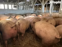 หมูป่าตัวผู้, หมู — รูปภาพ 4