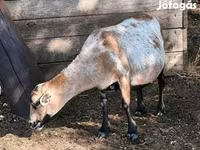 میش, Cameroon sheep — عکس 7