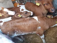 گاو نر, Simmental cattle — عکس 1