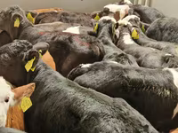 Bovine (lot, sex nespecificat), Simmental cattle — foto 6