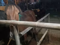 Էգ ձի, Budyonny horse — լուսանկար 7