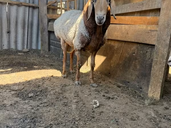 मेढ़ा, Dorper sheep
