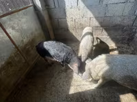 خوک ماده, Мангалица — عکس 3