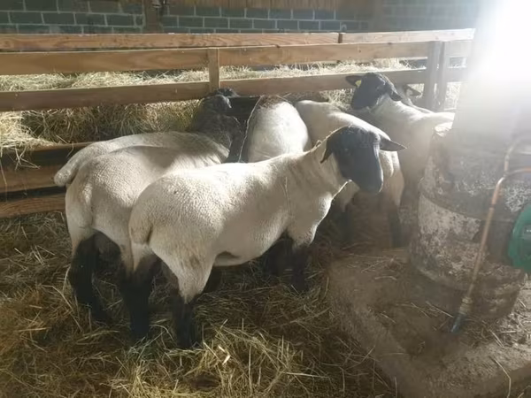 Sheep, Baerchuke sheep — United Kingdom