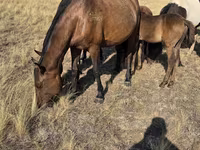 Ngựa cái, Kazakh horse — ảnh 6