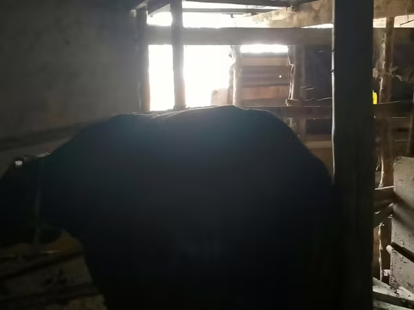 Dibi, Alatau breed
