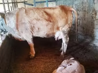 Krava, Latvian Blue cattle — foto 2