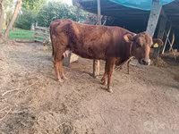 گاو ماده, Red Estonian cattle — عکس 1
