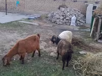 بز ماده, بز — عکس 8