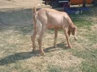 Ri’ dhaddig, Nubian Goat — sawirka 5