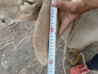 የጎትት አውራ በግ, Arashan sheep — ፎቶ 3