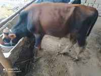 Bydło (partia, płeć nieokreślona), Russian Black pied cattle — zdjęcie 6